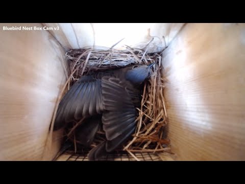 Bluebird Nest Box