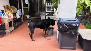 Just a Girl and Her Dog by Macho the Rottweiler 157 views 3 months ago 2 minutes, 52 seconds