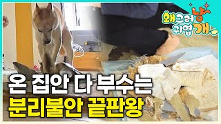 문이 닫히면 곧바로 시작되는 집안 파괴! 온 집안을 다 부수다 못해 200만 원 EBS 카메라도 씹어 먹은 분리불안 끝판왕 강아지│#왜그러냥귀엽개