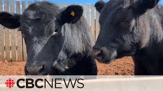 Escaped cows find the grass isn't always greener on the other side by CBC News 3,669 views 1 day ago 2 minutes, 28 seconds