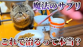 末期腎不全の猫に魔法のサプリ試してみた