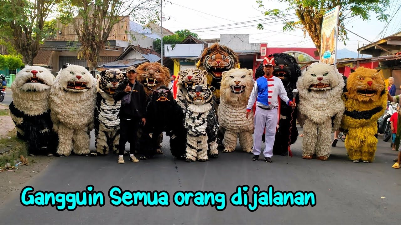 Can macanan singo raung cilik di undang acara khitan bersama drumband al azhar tampil di kota