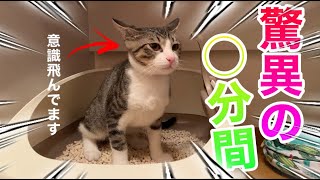 【保護子猫】日ぶりのトイレが嬉しすぎてとんでもない長さになってしまった子猫はこちらです...笑