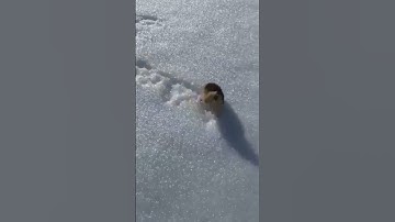 Skier encounters a highly territorial dangerous animal #shorts #youtubeshorts #humor #animals