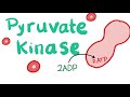 Pyruvate Kinase | The Beloved Enzyme of the Red Blood Cell (RBC)