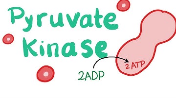 Pyruvate Kinase | The Beloved Enzyme of the Red Blood Cell (RBC)