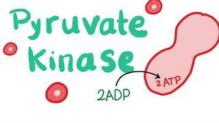 Pyruvate Kinase | The Beloved Enzyme of the Red Blood Cell (RBC)