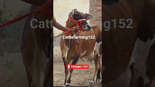 Cash on delivery ✅ #cattlefarming152 #cattlefarming152 #cow #dairyherd #farming