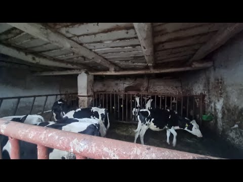 prezentacja bydła w boksach po przeprowadzeniu