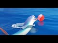 Dolo the Dolphin | डोलो डॉल्फिन की मददगार कहानी | Animated Moral Story for Kids in Hindi