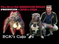 Bgks cujo the best producing xl american bully