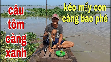 Câu Tôm Càng Xanh Tới Nước Tôm Ăn Không Kịp Móc Mồi # SĂN BẮT ĐỒNG THÁP #