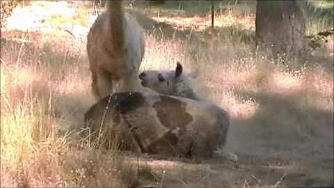 Margarita the llama takes a bath