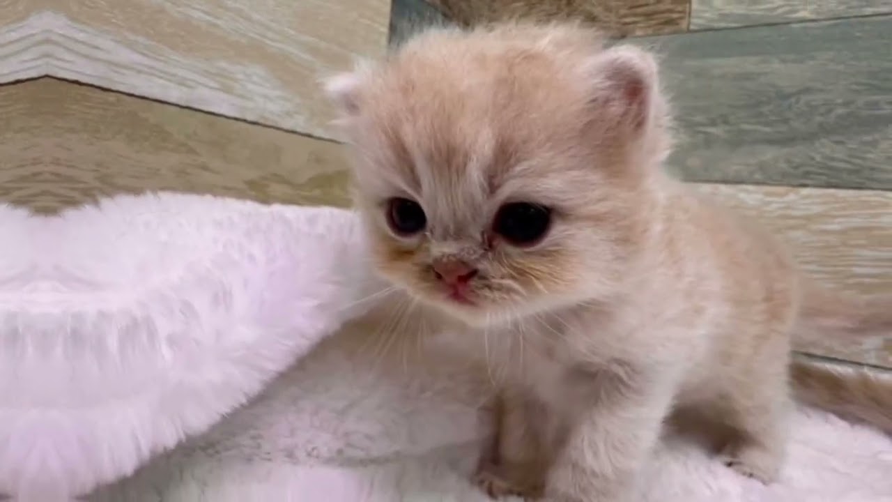 MORTEX ごねこ 価格の安い【現在2組ご予約中】猫MIX①♀（スコティッシュフォールド