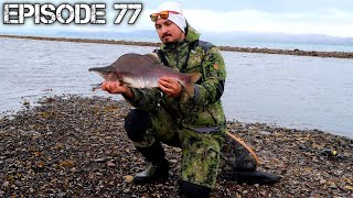 Kyttyrälohen kalastusta Norjassa | Pink salmon fishing in Norway [ENG SUB] | 4K | Erämaiden Kulkijat