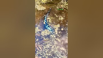 Cá Lớn - Cá Lóc Bông Khủng rất cảnh giác 😱 #khacthuyvlogg