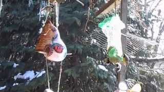 Bird feeder by Bushkata Bu 473 views 9 years ago 39 seconds