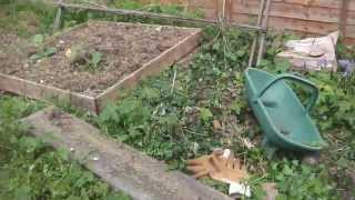 dandelion tea (plant fertilizer)