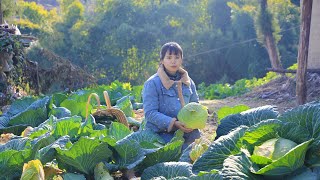 Green cabbage paired with snow-white lard, which has a special taste翠綠的包菜，搭配上雪白的豬油，別有一番風味丨Lizhangliu