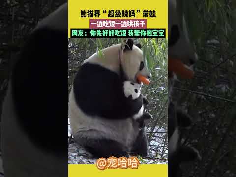 熊貓界“超級辣媽”帶娃，一邊吃飯一邊哄孩子，網友：你先好好吃飯，我幫你抱寶寶 #宠哈哈