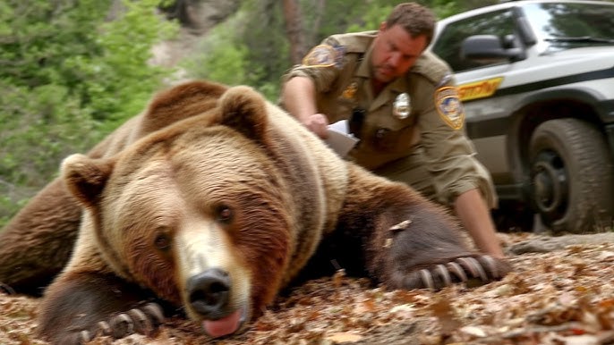 This Grizzly Bear Played Dead To Kill 5 Police Officers - YouTube
