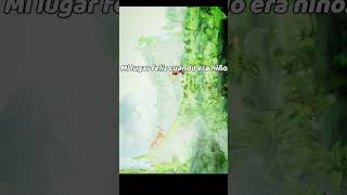 Gracias por cambiar mi vida Rayman