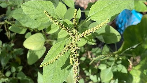 Foraging wild edible plants, Amaranth