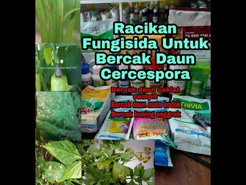 Video: Cercospora Fungus - Penyebab Dan Pengobatan Bercak Buah Cercospora