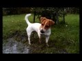 Funny Jack Russell puppy Filo