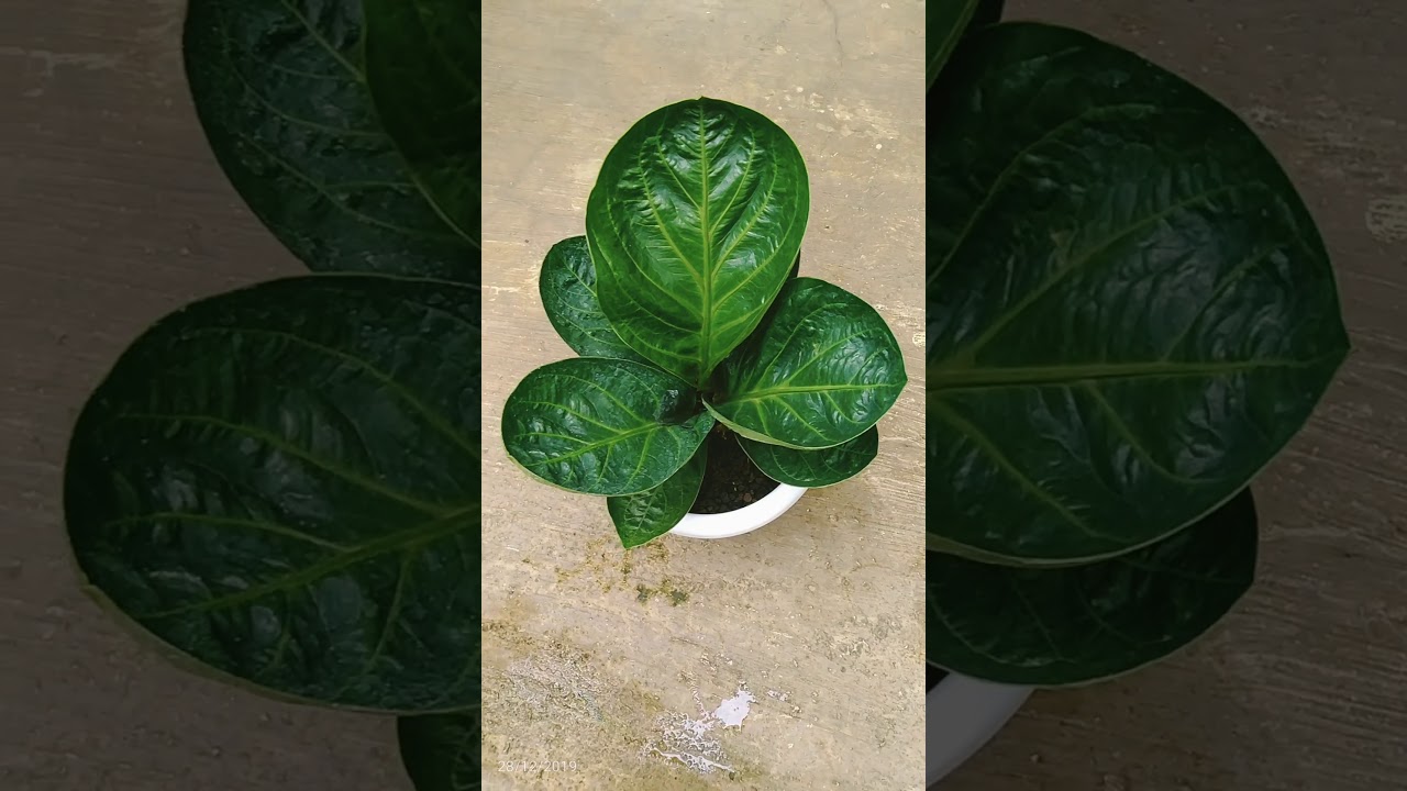 Anthurium jemani mangkok yg daunnya hijau gelap