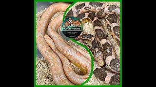 Clutch 46 Possible Halo Red Factor Ghost And Snow Future-Morphs