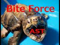 Bite Power Alligator snapping turtle ワニガメカミツキパワー