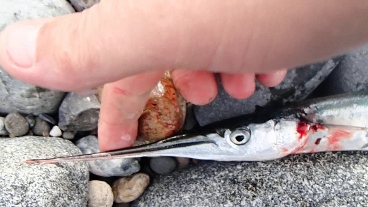 garfish ( Belone belone)