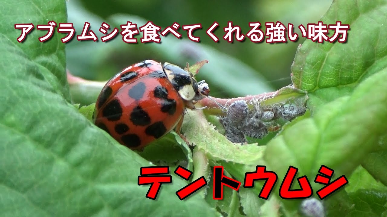 梅の木にアブラムシがビッシリ 救世主のテントウムシ出動 Youtube