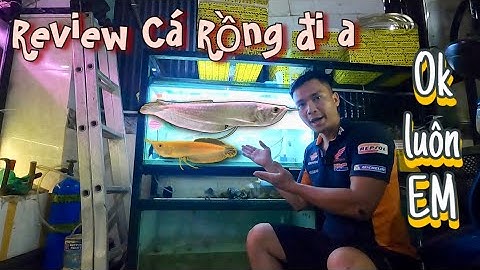 Tiếp tục Review Cá Rồng ( Arowana Fish ) cho e trai thích nuôi cá