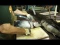 Expert Techniques for Filleting Albacore Tuna