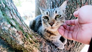 公園に捨てられた子猫が新しい友達を作って大きな木の周りで遊ぶ