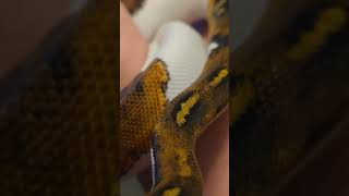 Augustus, a baby (blackhead pied) ball python #snake Net Worth