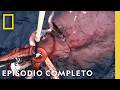 La Búsqueda del Calamar Gigante | Nat Geo en Español