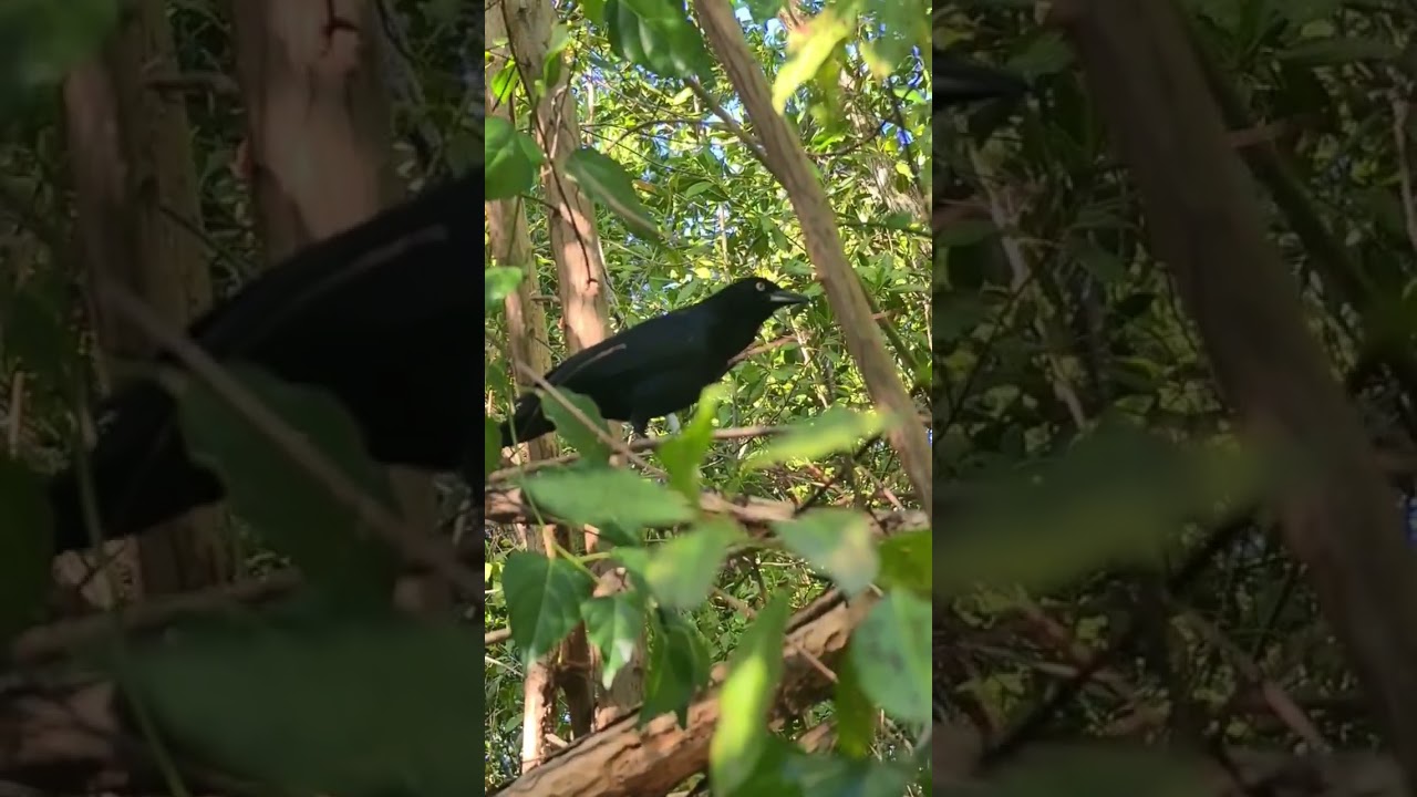 Mexican great tailed grackle bird sound in Playa del Carmen Mexico 