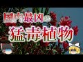 キョウチクトウの知られざる猛毒性について【ゆっくり解説】