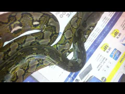Granite back reticulated python het Anthrax update