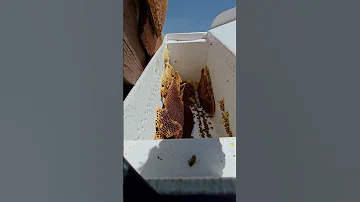 Dangerous Rooftop Beehive Relocation Bee Honey Nature Dangerous Shorts 