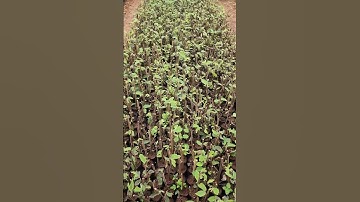 Tại sao tôi lại trồng cây an xoa? #nongnghiep #duoclieu #thaoduoc #yhoc #suckhoe #caythuoc #thaomoc