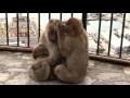 Monkeys in Gibraltar