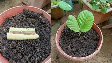 How to grow guava trees from guava leaves with banana 100% Success | How to grow guava from cutting