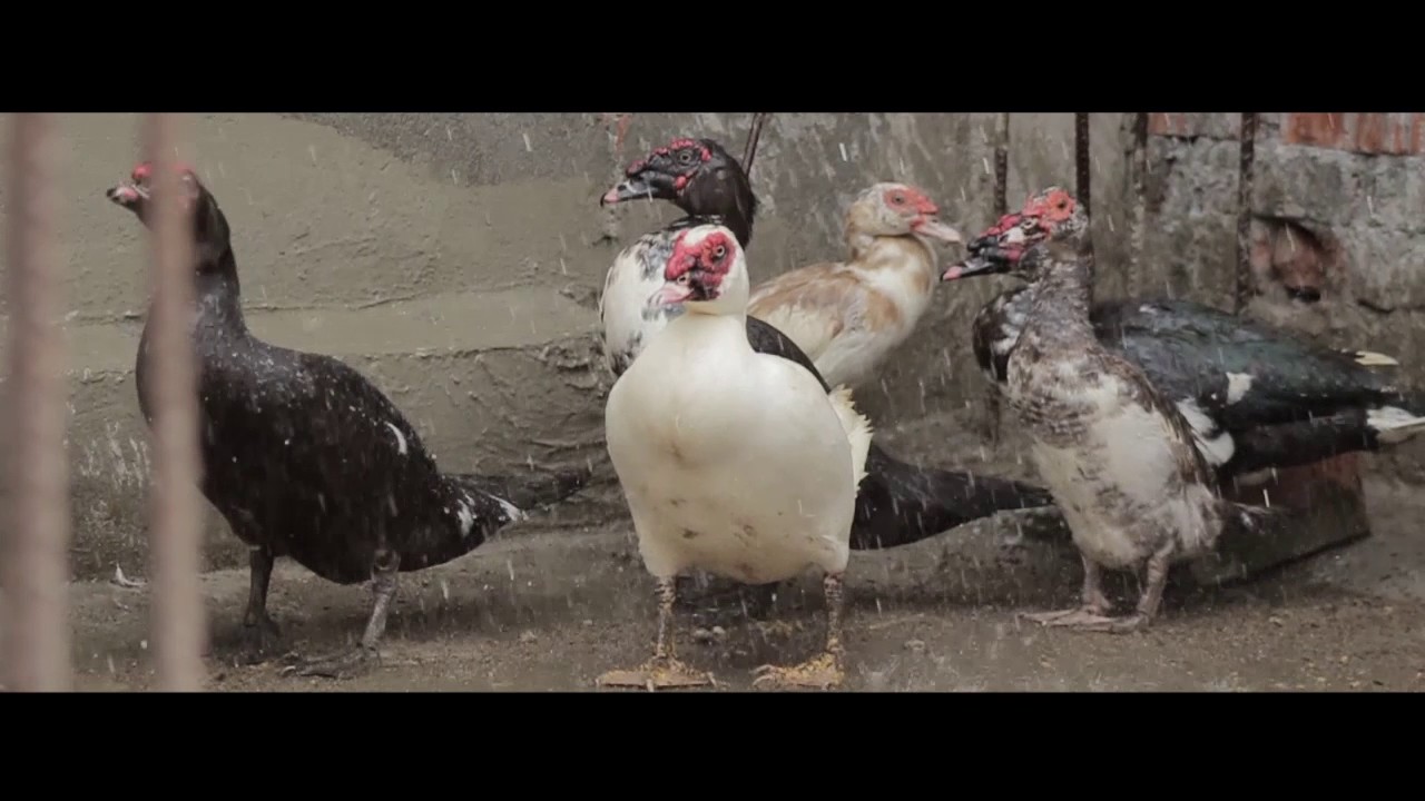 Documental patos viviendo al extremo