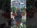 কি রাগ করলা🤣😂TIKTOK FUNNY COMMENTS READING PT#48 | COMEX