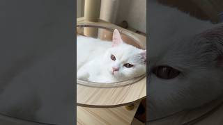 솔솔솔 잠이온다옹~ #cat #고양이 #먼치킨 #잠자는고양이 #냥이집사