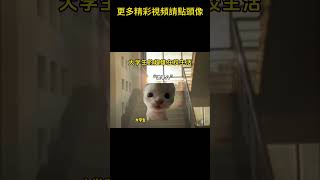 #猫meme #搞笑 #表情包 #貓meme #貓貓最可愛